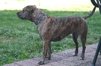 Étalon American Staffordshire Terrier - Akita de Lady Siska
