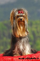 Étalon Yorkshire Terrier - Chakira Des alexanies