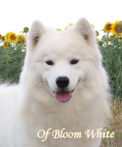 Publication : Of bloom white  Auteur : of bloom white