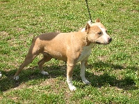Étalon American Staffordshire Terrier - rita 