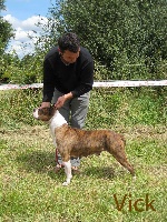 Étalon American Staffordshire Terrier - Vick (Sans Affixe)