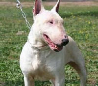 Étalon Bull Terrier - iron phanters Olga
