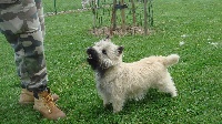 Étalon Cairn Terrier - Baska du Passage des Vaudois