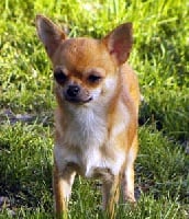 Étalon Chihuahua - Baby queen Des pyramides de cholula