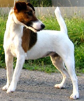 Étalon Fox Terrier Poil lisse - Unique rigolo Des tip top terriers