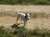 Étalon Jack Russell Terrier - Ubaye de la Haute Chaumiane