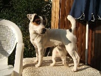 Étalon Jack Russell Terrier - CH. At puppydogs tails des petits allées d'armagnac