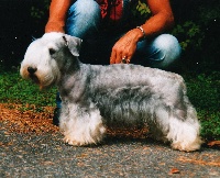 Étalon Terrier Tchèque - CH. Odra-nisa du domaine de la Cigaliere