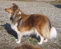 Étalon Shetland Sheepdog - Bina (alias bijou) du Cap de la Coste