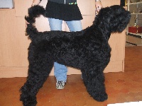 Étalon Terrier noir - Bahia for chigasovo de Koslova