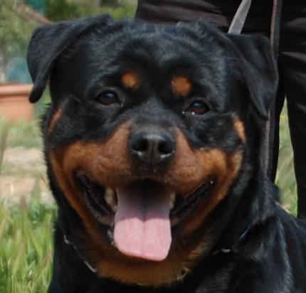 Rouse Rottweilers Chien Rottweiler Akira flash rouse