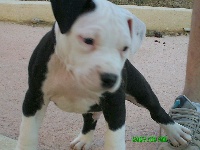 Étalon American Staffordshire Terrier - Clyde bully boy of Supa Dogs Stars