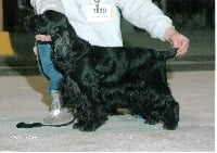 Étalon Cocker Spaniel Anglais - Rambler Du domaine de makno
