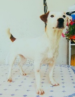 Étalon Jack Russell Terrier - Abby of Puppydogs Tails