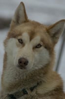 Étalon Siberian Husky - V'legolas Au coeur de loup