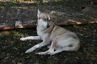 Étalon Siberian Husky - V'idril Au coeur de loup