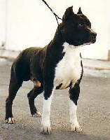 Étalon American Staffordshire Terrier - De paco black angel( django) de la terre des anges