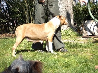 Étalon American Staffordshire Terrier - de paco x-z Rositawhite