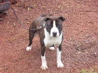 Étalon American Staffordshire Terrier - Image white rock of Pit I Scale