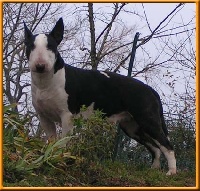 Étalon Bull Terrier - CH. Arcanum Kolourific