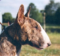 Étalon Bull Terrier - Savannah daring of Rollickingbull