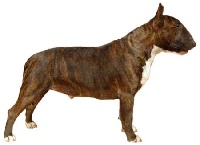 Étalon Bull Terrier - mighty bulls Calad curran