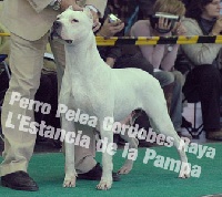 Étalon Dogo Argentino - CH. perro pelea cordobes Raya