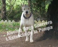 Étalon Dogo Argentino - Alucine dogo guerrero