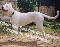 Étalon Dogo Argentino - Talara Des gauchos des louveaux