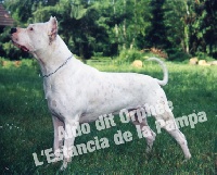 Étalon Dogo Argentino - Aldo dit orphée (Sans Affixe)