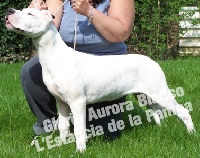 Étalon Dogo Argentino - Gloria Aurora blanco