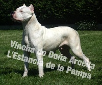 Étalon Dogo Argentino - CH. Vincha de dona arcelia