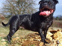 Étalon Staffordshire Bull Terrier - Alive hole shot team