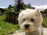 Étalon West Highland White Terrier - Aschenputtel (Sans Affixe)