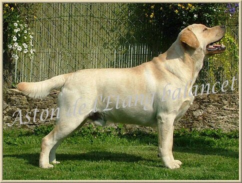 Labrador Retriever - CH. Aston de L'Etang Balancet