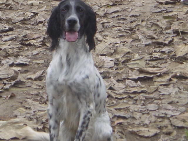 Les Setter Anglais de l'affixe   de la Plaine de Caudan