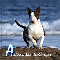 Étalon Bull Terrier Miniature - Aricon the devil eyes of Bull's city