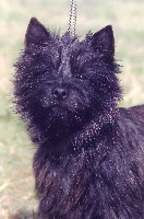 Étalon Cairn Terrier - Balenciaga du Harpouy D'Auzan