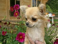 Étalon Chihuahua - que bonita Chicheniza