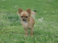 Étalon Chihuahua - Lili od krasa