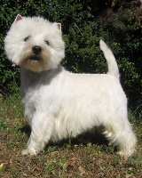 Étalon West Highland White Terrier - du Haillet des Corneiredes Just a gigolo