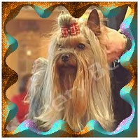 Étalon Yorkshire Terrier - The hippy shake Du domaine du president