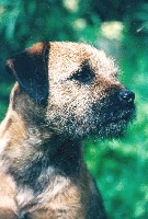 Étalon Border Terrier - CH. Newska de l'etoile enchantee