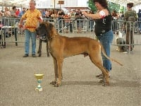 Étalon Dogue allemand - First von romanov kennel