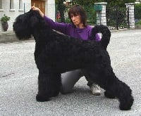Étalon Terrier noir - Bellami zvezda Setextra