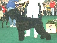 Étalon Terrier noir - CH. Marfa krasa (Sans Affixe)