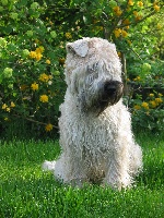 Étalon Irish Soft Coated Wheaten Terrier - ballyhara's Lord of the dance