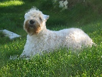 Étalon Irish Soft Coated Wheaten Terrier - Anice de la brionnerie