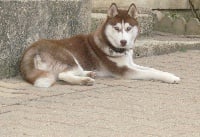 Étalon Siberian Husky - Baskaya of Schahlaska