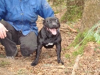 Étalon Staffordshire Bull Terrier - Apollon black power De la crique du Flojule